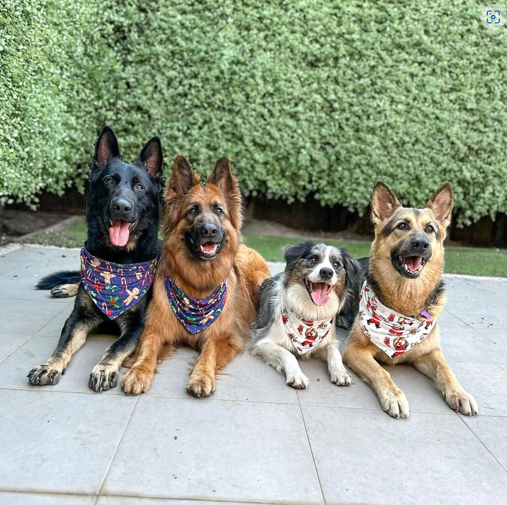 christmas pjs for dogs in australia